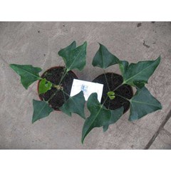 anthurium bintang kejora hybrid