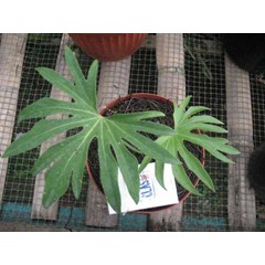 anthurium phodopilum