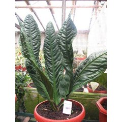 anthurium superboom