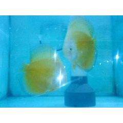 ikan hias discus