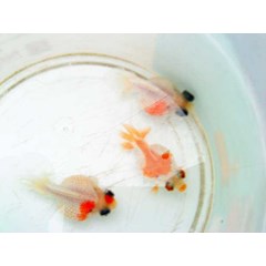 ikan mas koki mutiara demekin uk baby