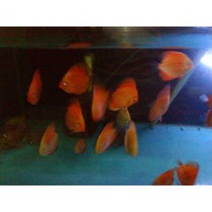discus red malboro
