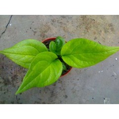 bj kb varigata ( sold out)