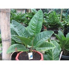 anthurium obelixsum