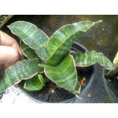 sanse roxburgiana 1 baby