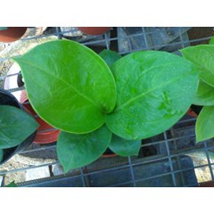 biji kobra daun bulat ( 3) -soul out