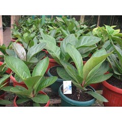jemani obral rp. 100.000