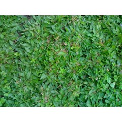 rumput gajah mini