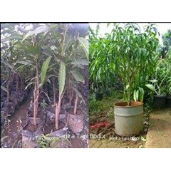 mangga (mangifera indica)