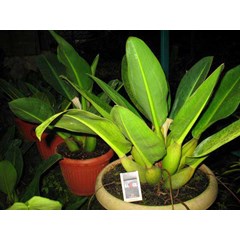 pilo katak per daun 25rb