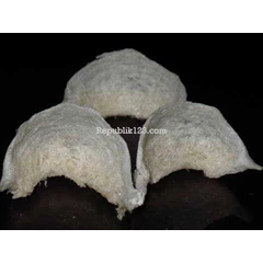 sarang burung walet