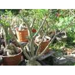 adenium grafting bunga maroon star + laviosa