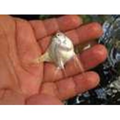 manfish platinum uk l