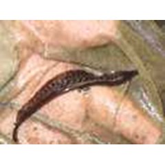 trompet fish uk 3