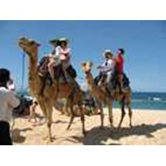 bali camel ride, wisata naik unta di bali