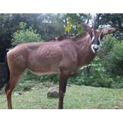 taman safari, bali safari & marine park, kebun binatang bali