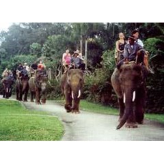bali elephant ride, wisata naik gajah di pulau bali