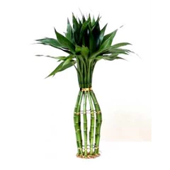 suji/ bambu hoki ( lucky bamboo) bottle