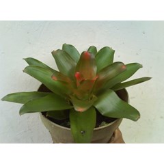 bromelia