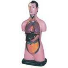 torso laki-laki