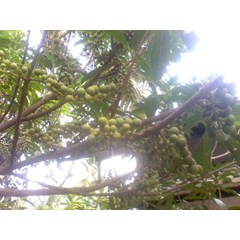 biji genitri, jual bibit jenitri, jual benih eleocarpus ganitrus