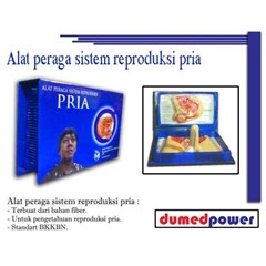 alat peraga sistem reproduksi pria - standard bkkbn