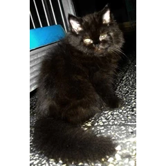 1 kitten male persia pesek, bp show quality. adopted by amanda pondok indah.