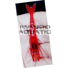udang hias air tawar_ freshwater aquatic shrimp