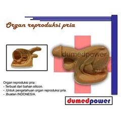 boneka phantom organ reproduksi pria
