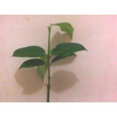 bibit manggis putih 40-50cm