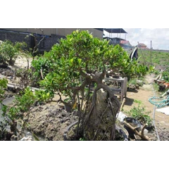 plant rental