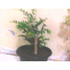 bibit jaboticaba/ anggur brasil 50cm