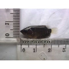 benih ikan gurame ukuran 23