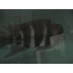frontosa