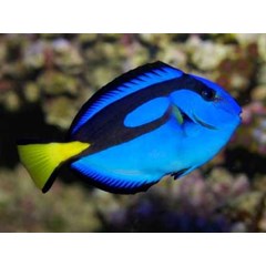 marine aquarium fish and invertebrates