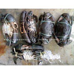 kepiting bakau/ mud crab