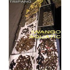 teripang/ hoisom / seacucumber