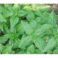 daun kemangi