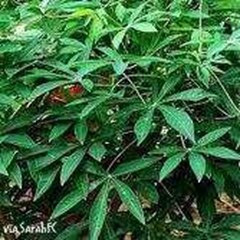 daun singkong