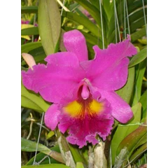 anggrek cattleya