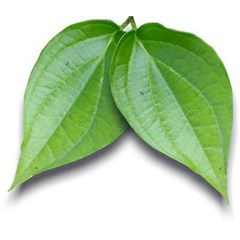 daun sirih