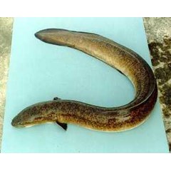 sidat/ moa/ sogili/ massapi/ anquila sp