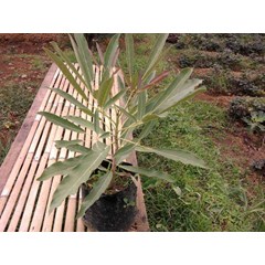 tabebuia