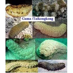 teripang gama / taikongkong