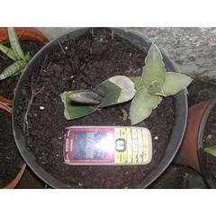 robusta tanzania