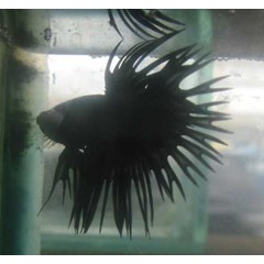 ikan cupang serit black orchid sold