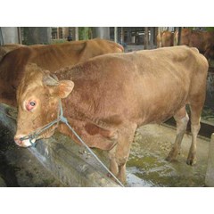 sapi bakalan