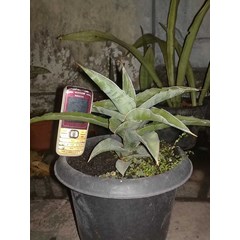 aff. arborescent