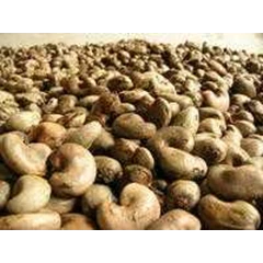 kacang mente gelondong ( cashew nut)