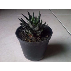 contoh tanaman wedding souvenir
